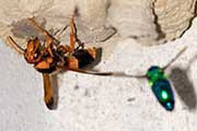 Cuckoo Wasp (Stilbum cyanurum) (Stilbum cyanurum)